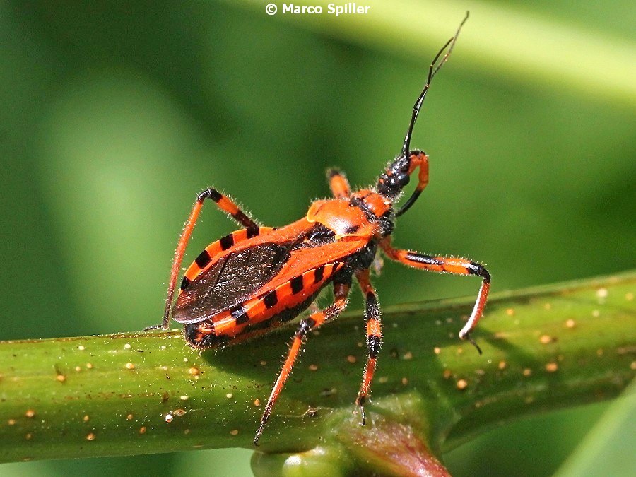 Rhynocoris a 360